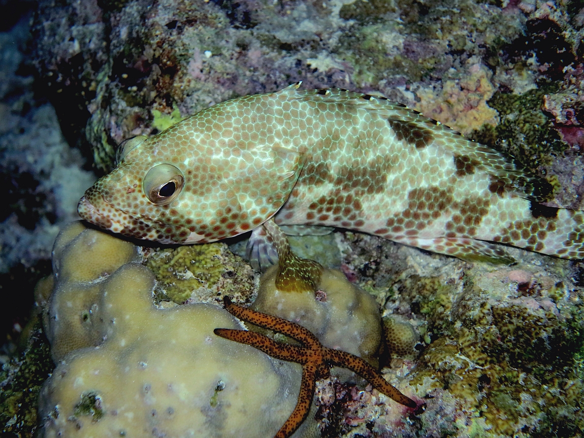 IMG_0835rf_Maldives_Madoogali_Plongee 7_House reef_Merou quatre selles_Epinephelus spilotoceps.jpg